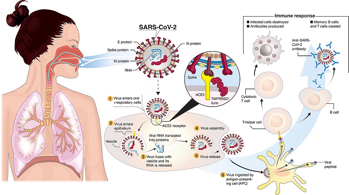 Are we Prepared for the Novel CORONA Virus diseases